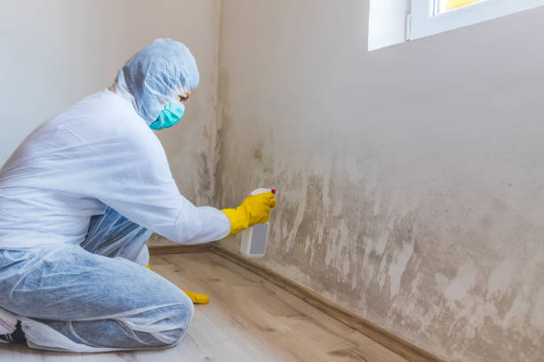 Professional mold removal team in Scotch Plains