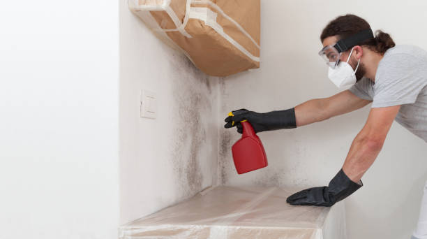 Basement Mold Remediation treatment on basement walls in Scotch Plains